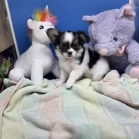Cotton Candy's M, a male Maltese and Papillon for sale in Vinemont, AL – 2 of 8