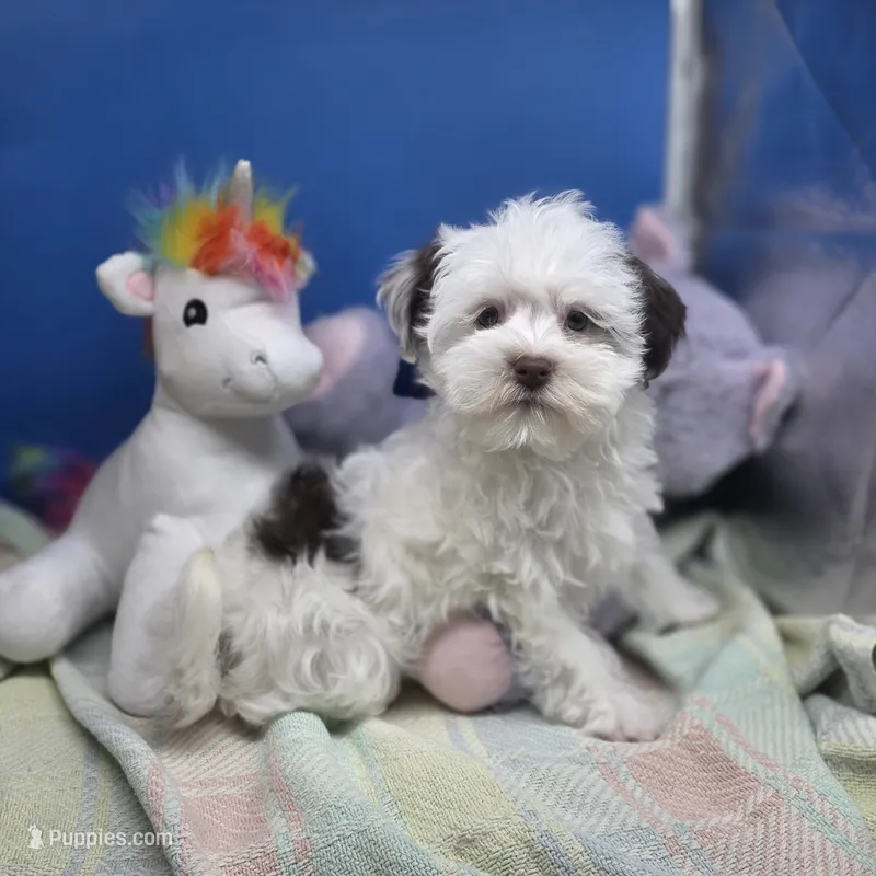 Sawdust F A – Havanese puppy for sale in Vinemont, AL
