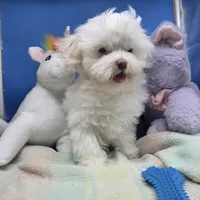 Harpie M C, a male Havanese for sale in Vinemont, AL – 1 of 4
