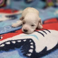 Babygirl F B, a female Maltipoo for sale in Vinemont, AL – 3 of 4