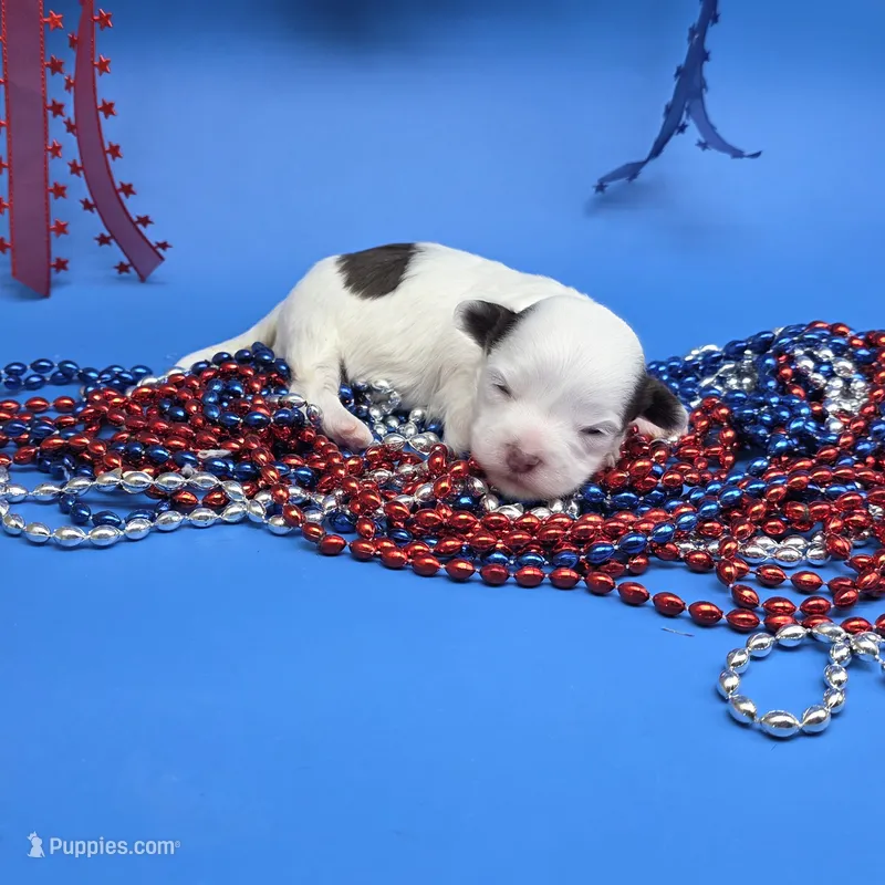 Sawdust F A – Havanese puppy for sale in Vinemont, AL