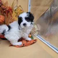 Brazils F C, a female Maltipoo for sale in Vinemont, AL – 4 of 4