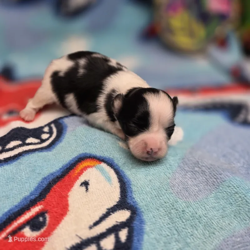 Cotton Candy's F – Maltese, Papillon puppy for sale in Vinemont, AL