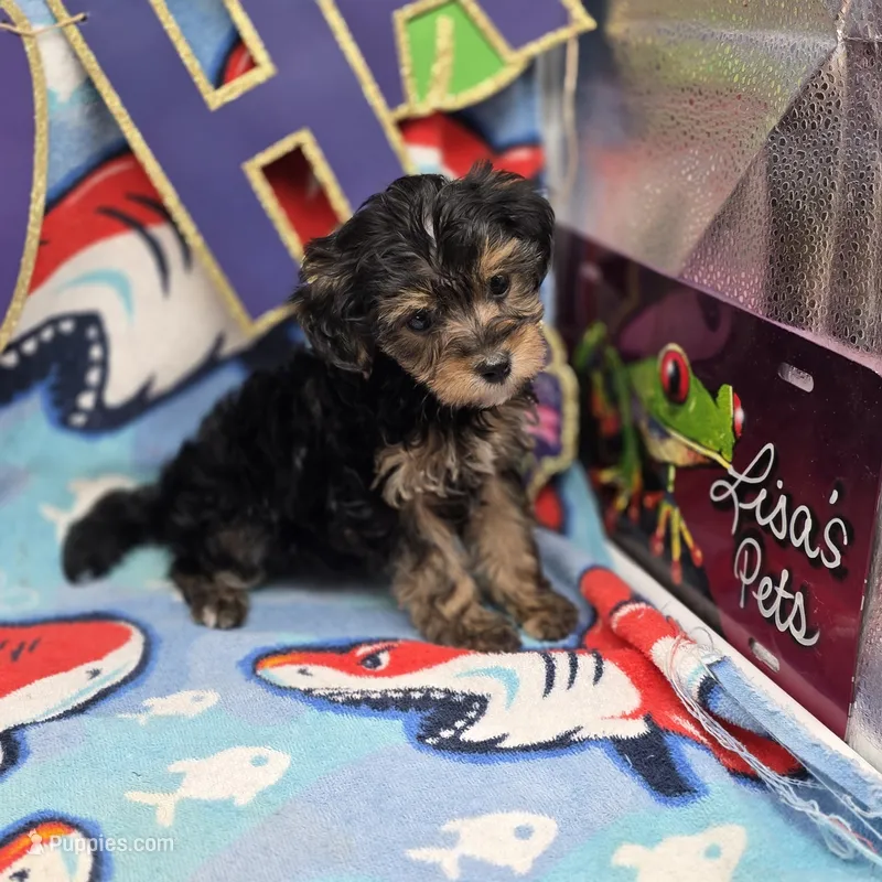 MiLu M D – Yorkipoo puppy for sale in Vinemont, AL