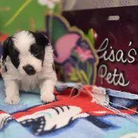 Dahlia M B, a male Pomapoo for sale in Vinemont, AL – 2 of 5