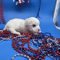 Harpie M B, a male Havanese for sale in Vinemont, AL – 3 of 5