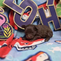 Dahlia M A, a male Pomapoo for sale in Vinemont, AL – 4 of 5