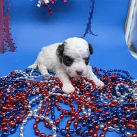 Harpie M D, a male Havanese for sale in Vinemont, AL – 4 of 4