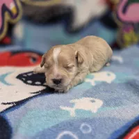 Babygirl M A, a male Maltipoo for sale in Vinemont, AL – 4 of 4