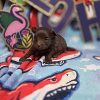 Dahlia M A, a male Pomapoo for sale in Vinemont, AL – 2 of 5
