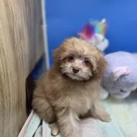 Dahlia F A, a female Pomapoo for sale in Vinemont, AL – 2 of 8