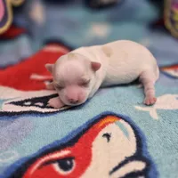 Kahlua's F B, a female Chihuahua for sale in Vinemont, AL – 3 of 4