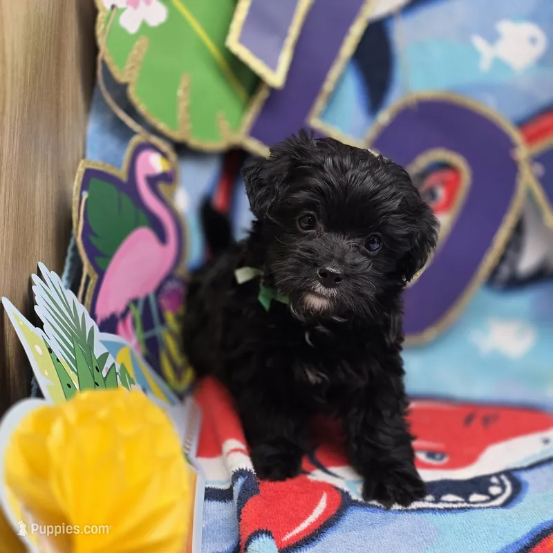 MiLu M B – Yorkipoo puppy for sale in Vinemont, AL