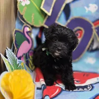 MiLu M B, a male Yorkipoo for sale in Vinemont, AL – 1 of 4