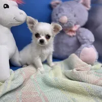 Kahlua's F A, a female Chihuahua for sale in Vinemont, AL – 2 of 8