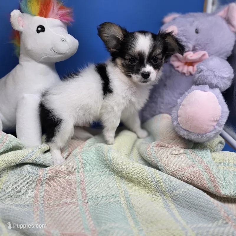 Cotton Candy's M – Maltese, Papillon puppy for sale in Vinemont, AL