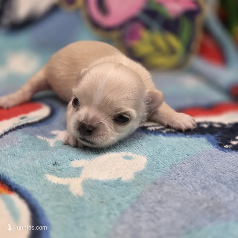 Rose' M B – Chihuahua puppy for sale in Vinemont, AL