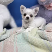 Kahlua's M, a male Chihuahua for sale in Vinemont, AL – 3 of 8