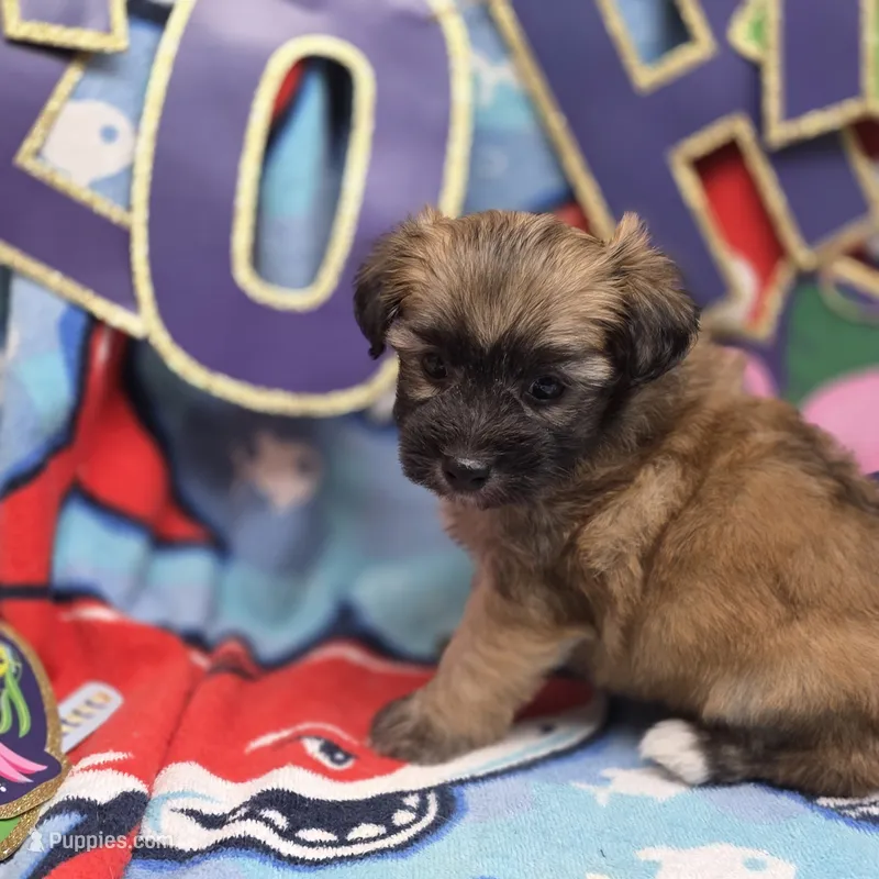 Amaryllis M A – Pomapoo puppy for sale in Vinemont, AL