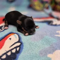 Jerica's F, a female Papillon and Yorkshire Terrier for sale in Vinemont, AL – 3 of 4