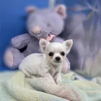 Kahlua's M, a male Chihuahua for sale in Vinemont, AL – 2 of 8