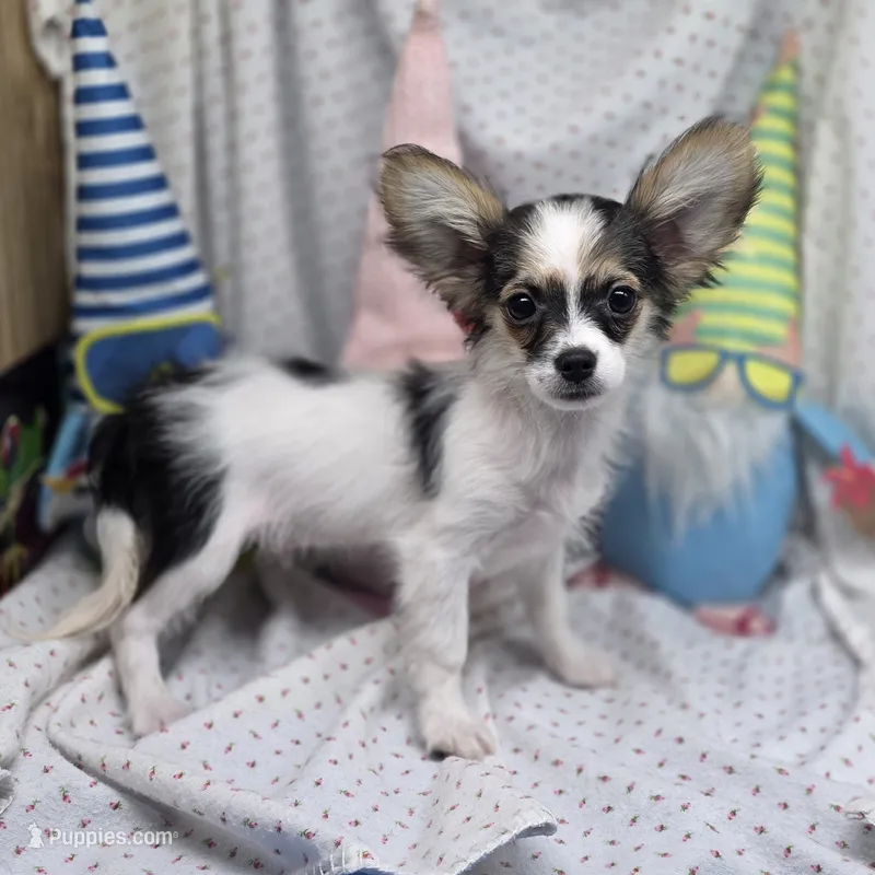 Cotton Candy's M – Maltese, Papillon puppy for sale in Vinemont, AL