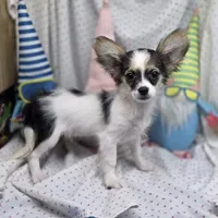Cotton Candy's M, a male Maltese and Papillon for sale in Vinemont, AL – 1 of 7