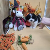 Brazil's M B, a male Maltipoo for sale in Vinemont, AL – 3 of 4