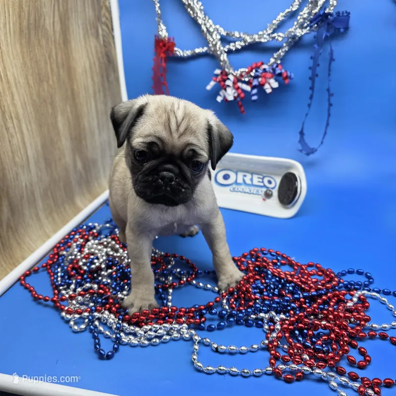 Ting Tang M A – Pug puppy for sale in Vinemont, AL