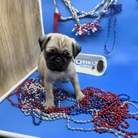 Ting Tang M A, a male Pug for sale in Vinemont, AL – 1 of 5