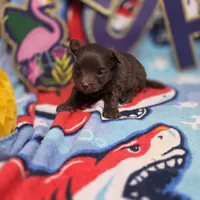Dahlia M A, a male Pomapoo for sale in Vinemont, AL – 3 of 5