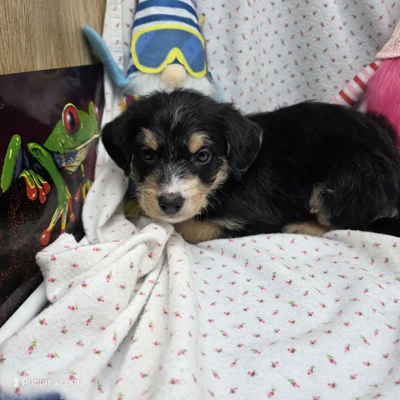 Bella M D – Australian Shepherd, Poodle - Standard  puppy for sale in Vinemont, AL