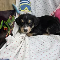 Bella M D, a male Australian Shepherd and Poodle - Standard  for sale in Vinemont, AL – 1 of 1