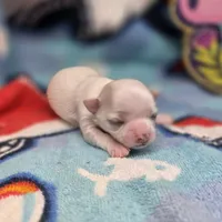 Kahlua's F A, a female Chihuahua for sale in Vinemont, AL – 4 of 4