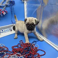 Ting Tang M A, a male Pug for sale in Vinemont, AL – 4 of 5