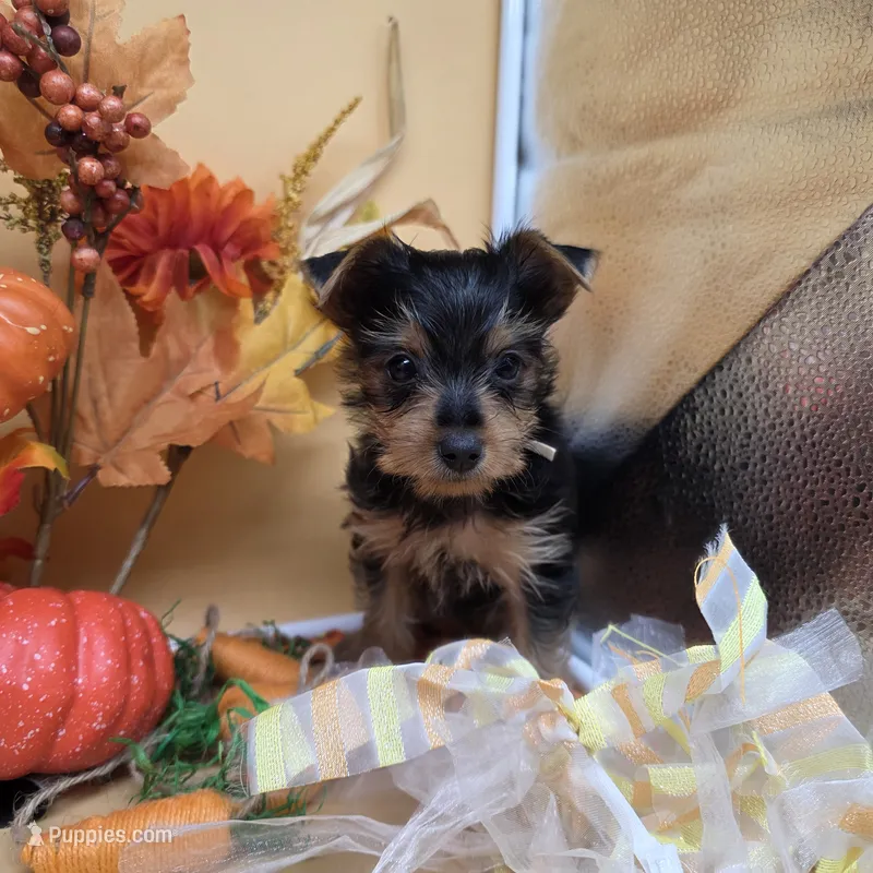 Luna F A – Yorkshire Terrier puppy for sale in Vinemont, AL