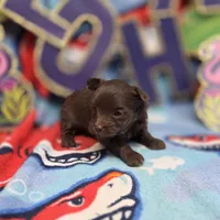 Dahlia M A, a male Pomapoo for sale in Vinemont, AL – 1 of 5