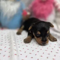 Luna F A, a female Yorkshire Terrier for sale in Vinemont, AL – 3 of 4