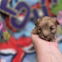 Dahlia F A, a female Pomapoo for sale in Vinemont, AL – 4 of 5