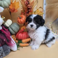 Brazil F A, a female Maltipoo for sale in Vinemont, AL – 4 of 4