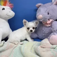 Kahlua's M, a male Chihuahua for sale in Vinemont, AL – 4 of 8