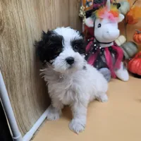 Brazils F C, a female Maltipoo for sale in Vinemont, AL – 3 of 4