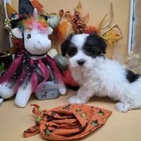 Brazil M A, a male Maltipoo for sale in Vinemont, AL – 4 of 4