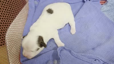 Traycee F, a female Havanese for sale in Vinemont, AL – 1 of 1