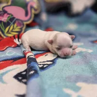 Kahlua's F A, a female Chihuahua for sale in Vinemont, AL – 2 of 4