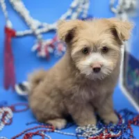 Caycee's FB, a female Havanese and Pomeranian for sale in Vinemont, AL – 2 of 8
