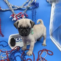 Ting Tang F C, a female Pug for sale in Vinemont, AL – 2 of 5