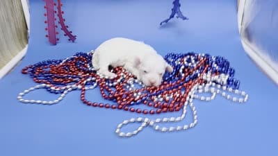 Sawdust F B, a female Havanese for sale in Vinemont, AL – 5 of 5