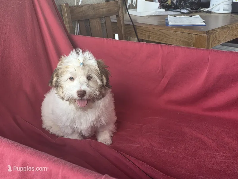 Jaycee's M – Havanese puppy for sale in Vinemont, AL