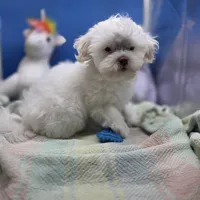 Harpie M C, a male Havanese for sale in Vinemont, AL – 3 of 4